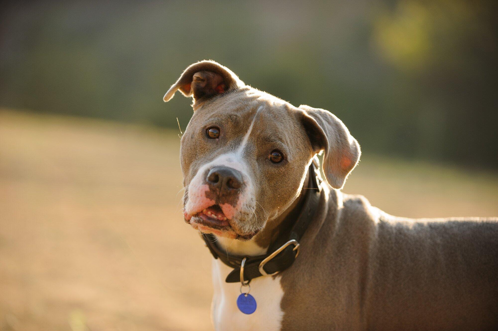 Can a Pit Bull Be a Service Dog?